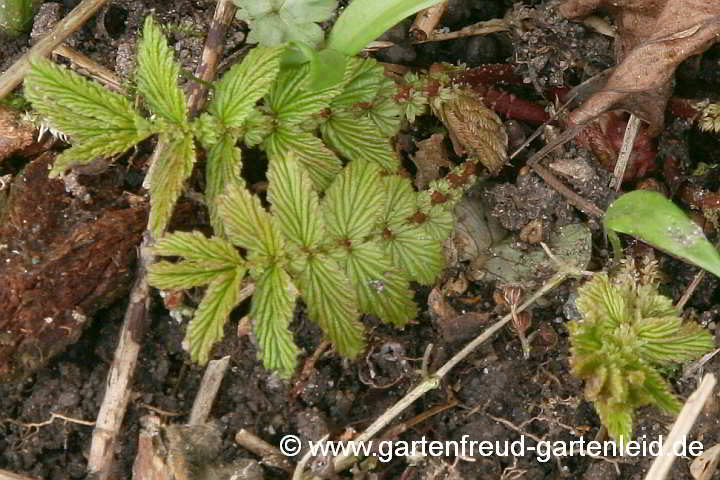 Filipendula ulmaria – Mädesüß