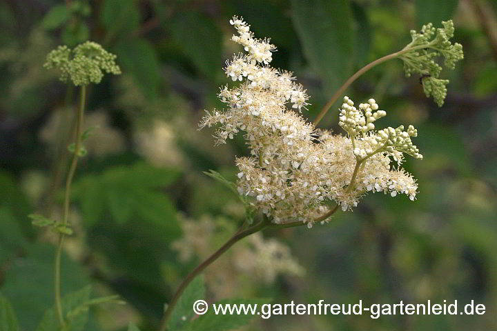 Filipendula ulmaria – Mädesüß