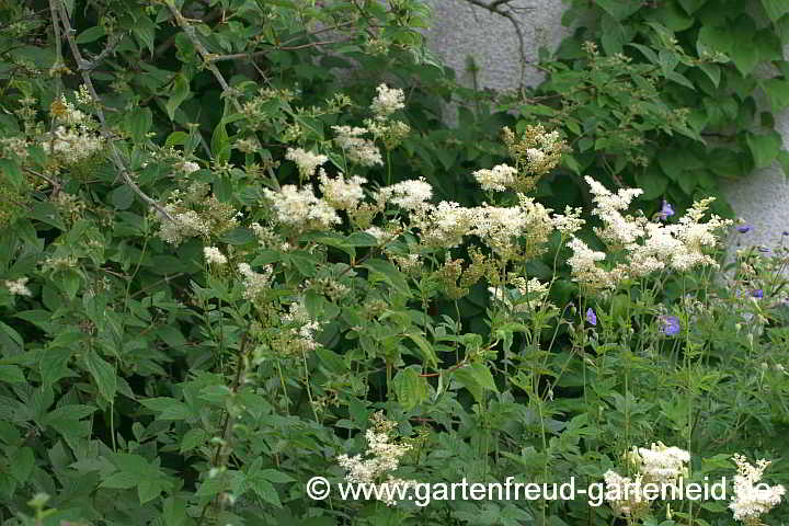 Filipendula ulmaria – Mädesüß