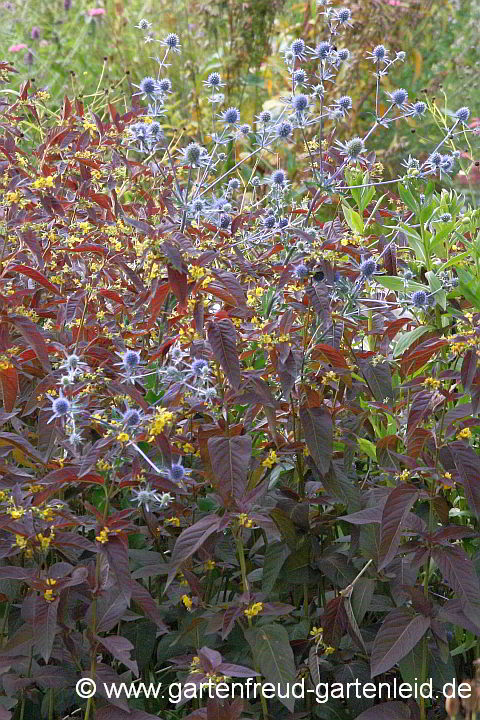 Lysimachia ciliata 'Firecracker' mit Eryngium planum