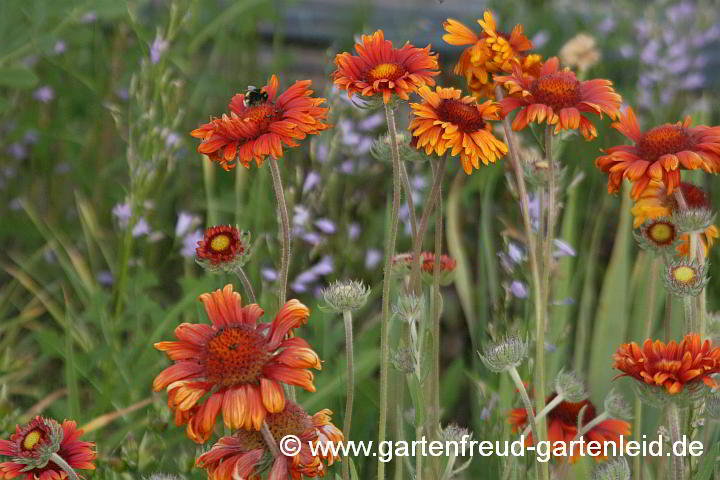 Gaillardia x grandiflora `Tokajer´ – Kokardenblume