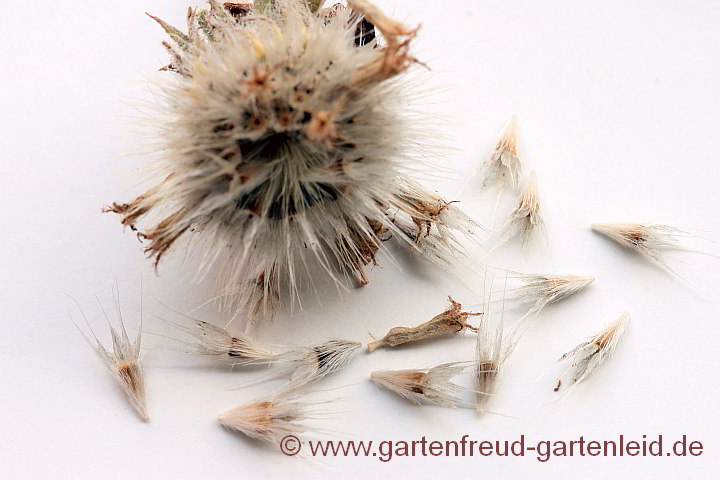 Gaillardia x grandiflora – Großblumige Kokardenblume, Samen
