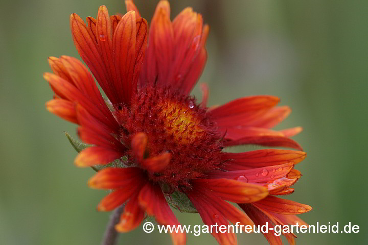 Gaillardia x grandiflora `Tokajer´ – Papageienblume, Malerblume