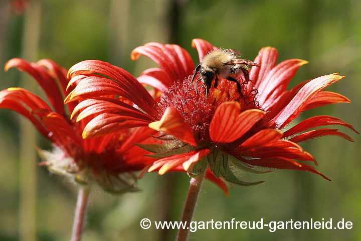 Gaillardia x grandiflora `Tokajer´ – Papageienblume, Malerblume