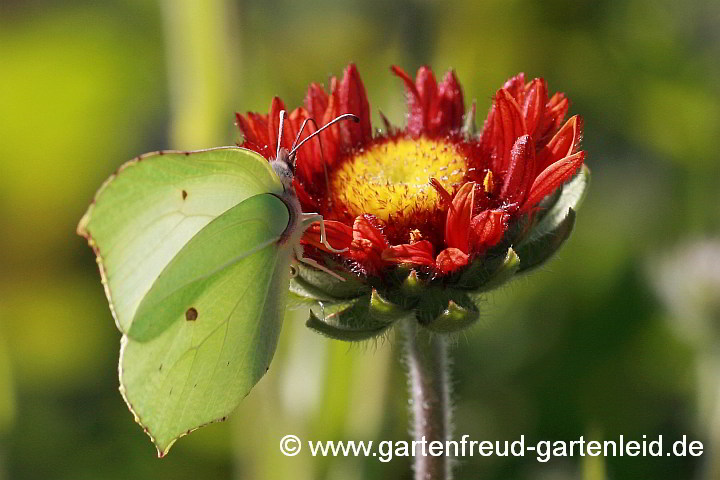 Gaillardia x grandiflora `Tokajer´ – Kokardenblume mit Zitronenfalter