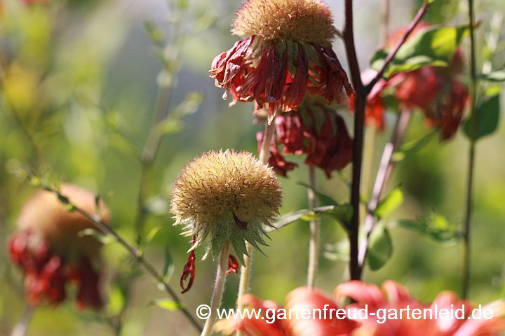 Gaillardia x grandiflora `Tokajer´ – Papageienblume verblüht