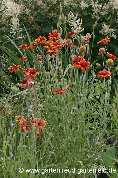 Gaillardia x grandiflora `Tokajer´ – Großblumige Kokardenblume