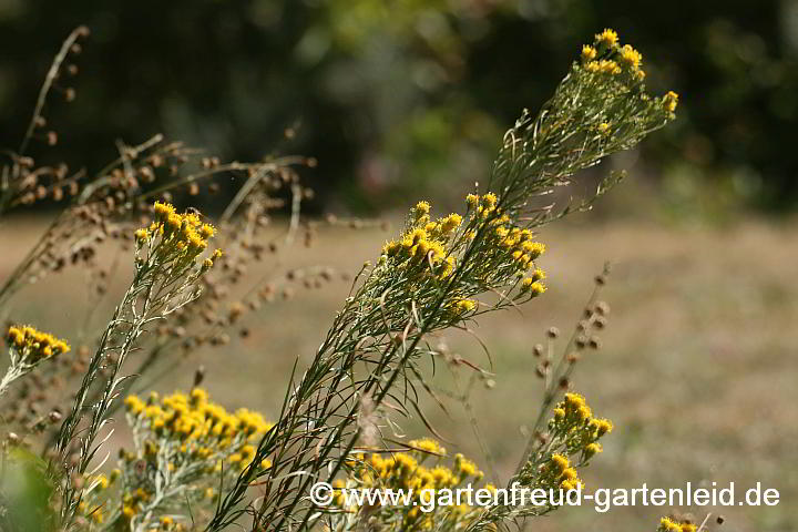 Galatella linosyris (Aster linosyris) – Goldhaaraster