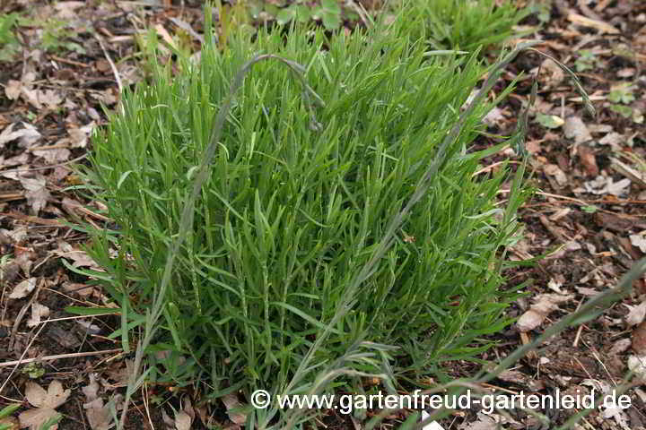 Galatella linosyris – Goldhaar-Aster, Austrieb