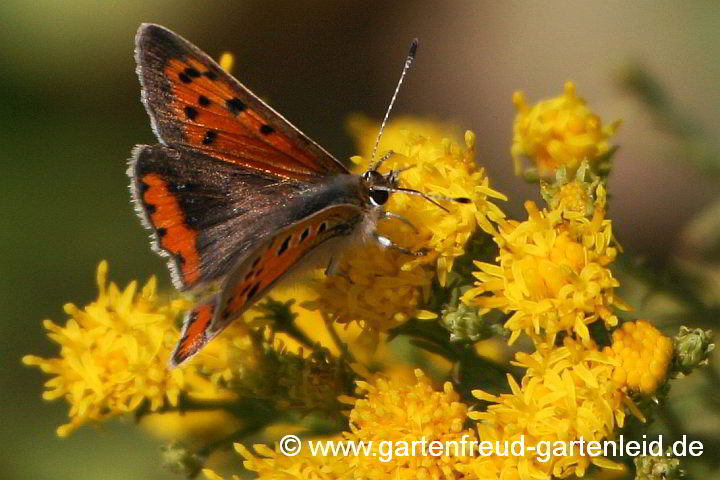 Galatella linosyris (Aster linosyris) – Goldhaar-Aster mit Kleinem Feuerfalter