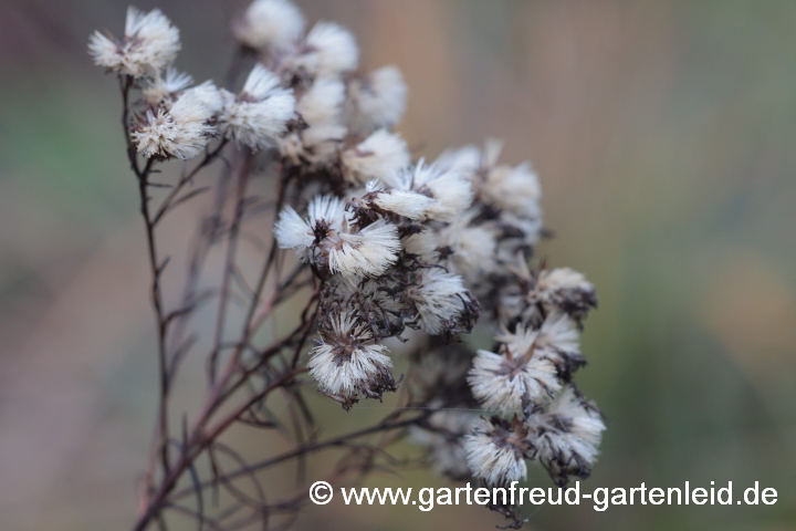 Galatella linosyris – Goldhaar-Aster, Samenstände