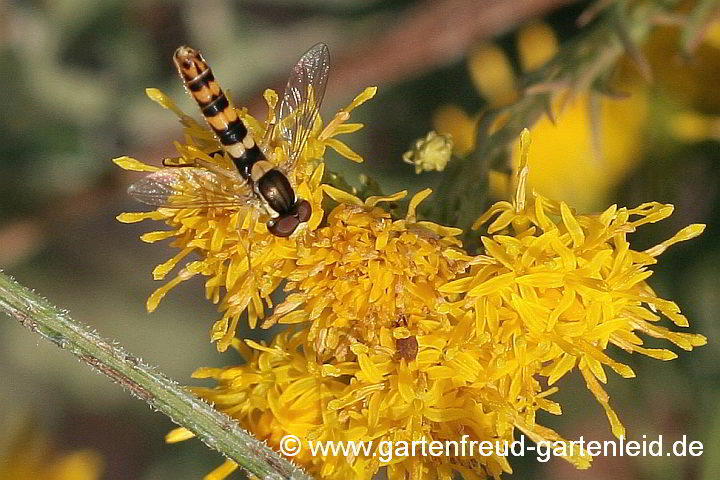 Galatella linosyris (Aster linosyris) mit Stift-Schwebfliege