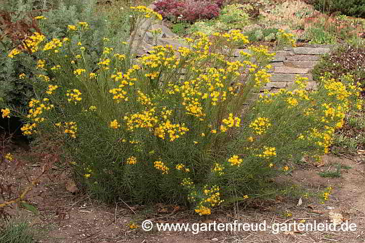 Galatella linosyris (Aster linosyris) – Goldhaaraster