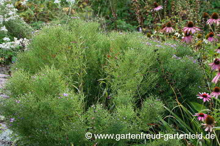Galatella sedifolia 'Nanus' – Sedumblättrige Aster