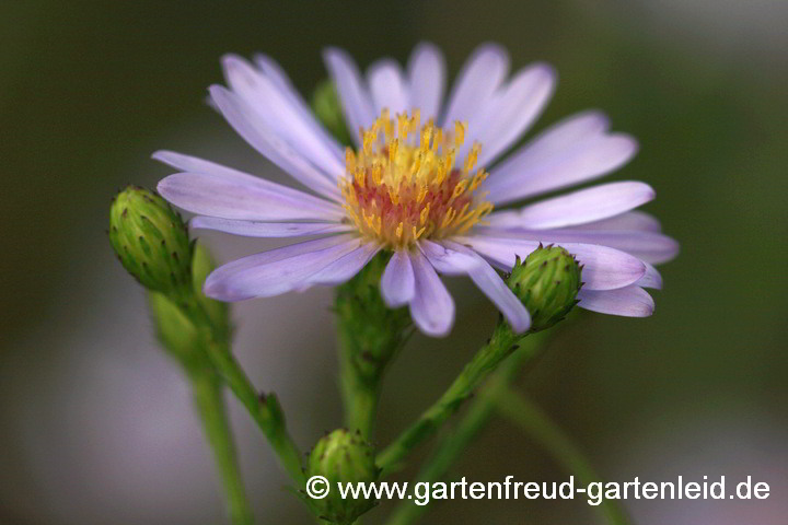 Galatella sedifolia 'Nanus' – Ödlandaster