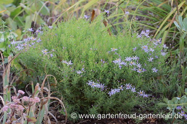 Galatella sedifolia 'Nana' – Sedumblättrige Aster, im Juni zurückgeschnitten