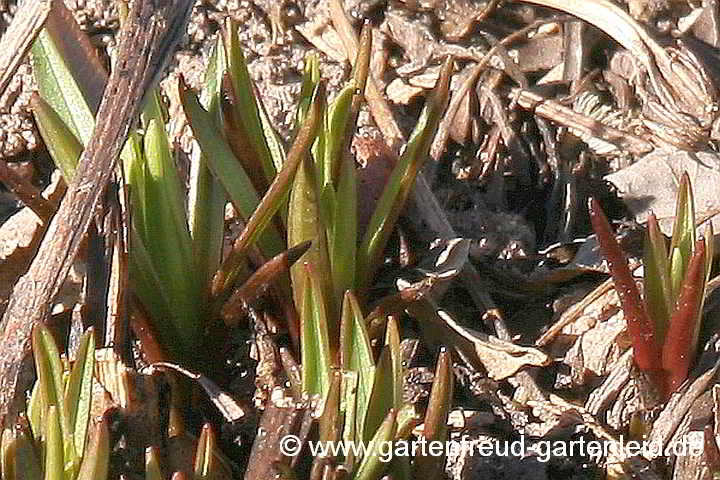 Galatella sedifolia 'Nanus' – Rhone-Aster, Austrieb