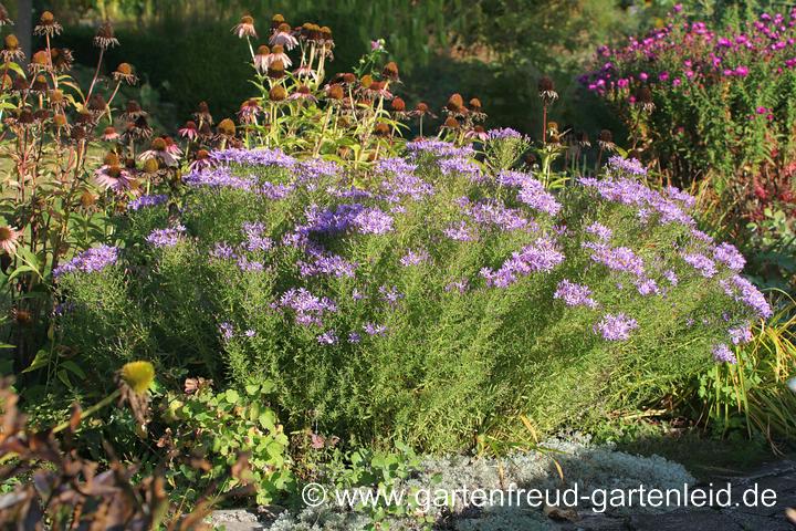 Galatella sedifolia 'Nanus' – Rhoneaster, nicht zurückgeschnitten