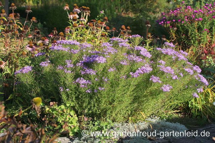 Galatella sedifolia 'Nanus' – Rhone-Aster, nicht zurückgeschnitten