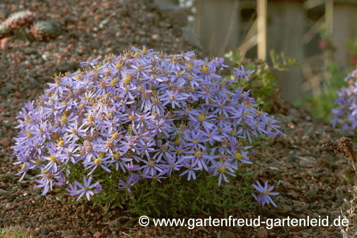Galatella sedifolia 'Nanus' – Ödlandaster
