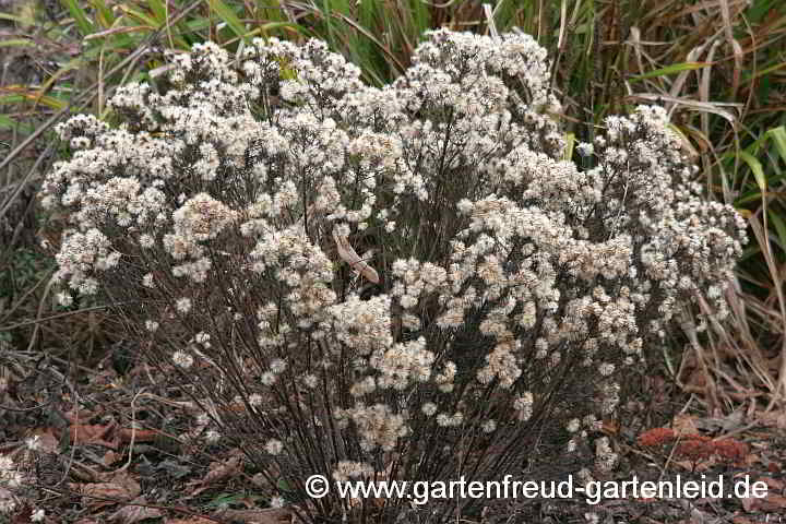 Galatella sedifolia 'Nanus' im Winter – Ödland-Aster