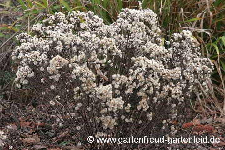 Galatella sedifolia 'Nanus' (Aster sedifolius) im Winter – Ödlandaster