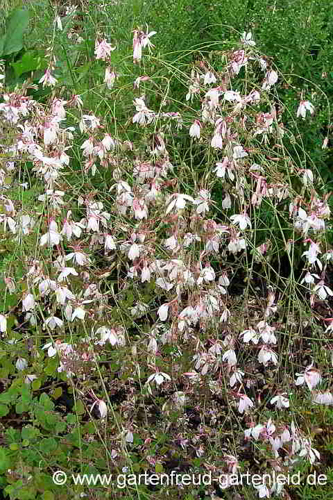 Gaura lindheimeri – Prachtkerze