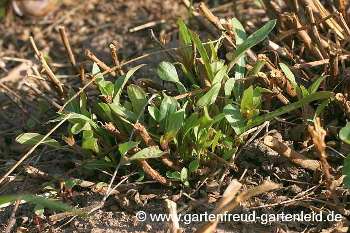 Gaura lindheimeri – Prachtkerze, Austrieb