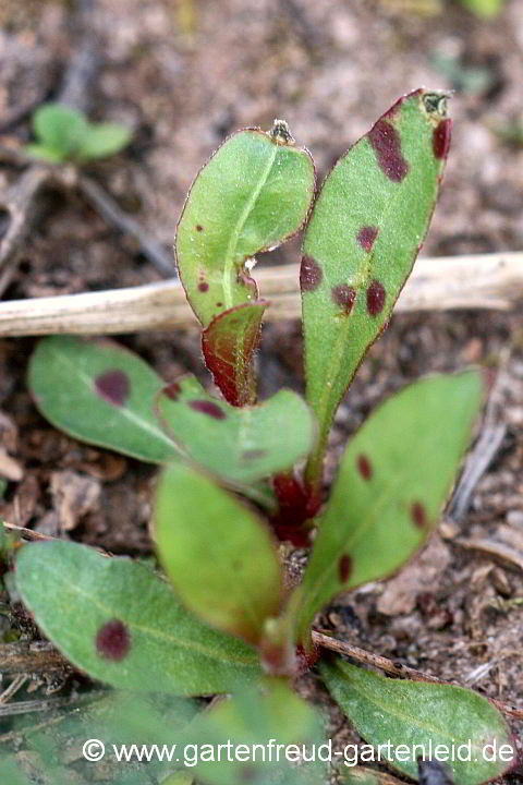 Gaura lindheimeri – Prachtkerze, Sämlinge