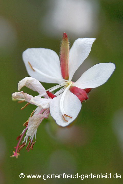Gaura lindheimeri – Prachtkerze, Blüte