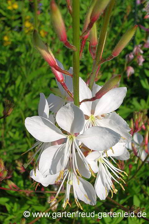 Gaura lindheimeri – Prachtkerze