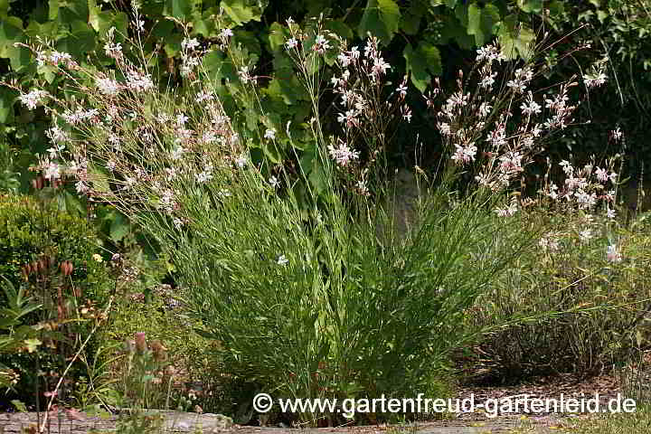 Gaura lindheimeri – Prachtkerze Anfang Juli 2018