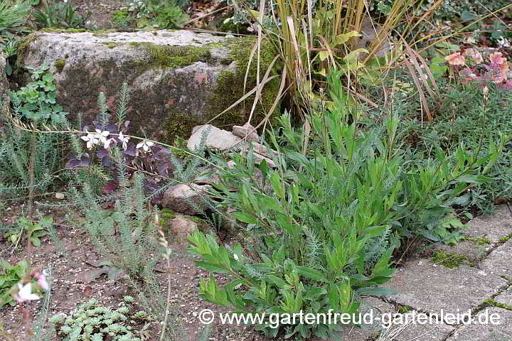 Gaura lindheimeri – Prachtkerze, Neuaustrieb nach Rückschnitt