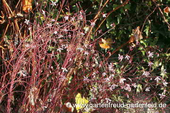 Gaura lindheimeri – Prachtkerze nach leichten Frösten