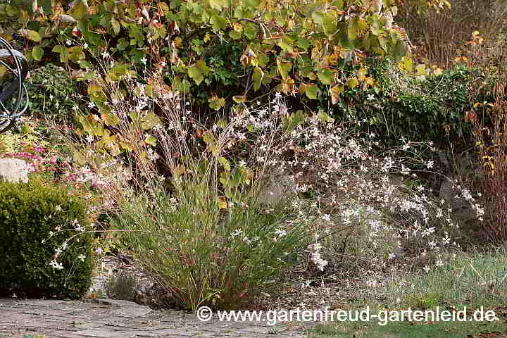 Gaura lindheimeri – Prachtkerze Mitte Oktober 2018