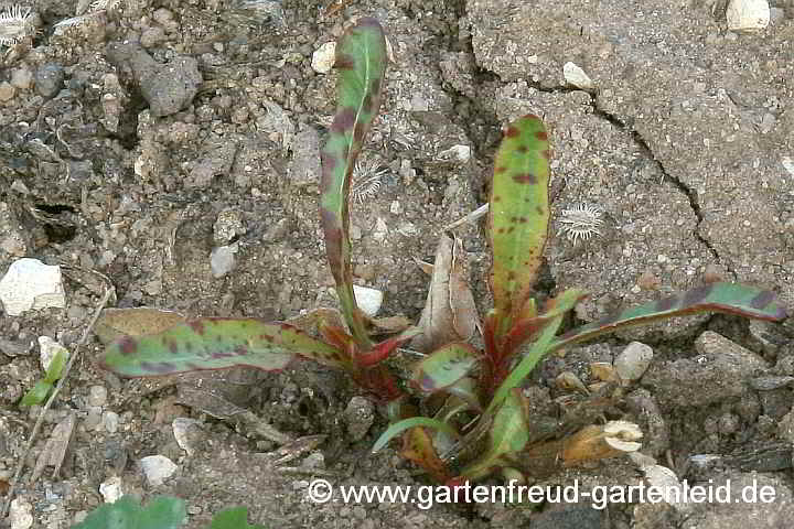 Gaura lindheimeri – Prachtkerze, Blattflecken