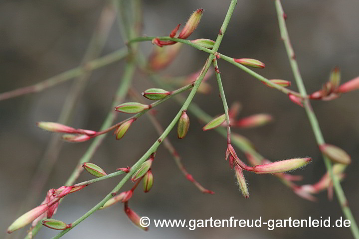 Gaura lindheimeri – Prachtkerze, Samenkapseln