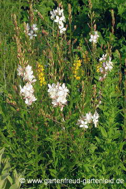 Gaura lindheimeri Prachtkerze (auch Präriekerze) • Gärtnern mit Stauden