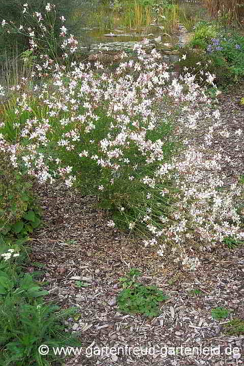 Gaura lindheimeri – Prachtkerze