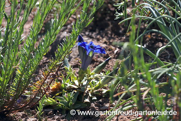 Gentiana acaulis – Silikat-Glocken-Enzian, Kiesel-Glocken-Enzian