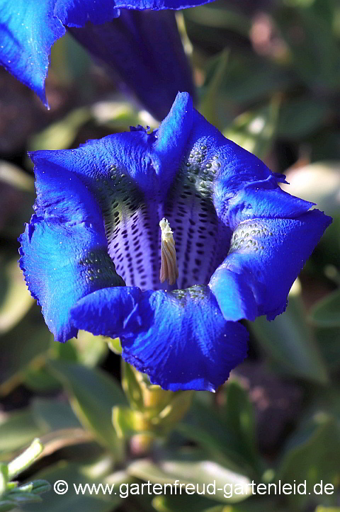 Gentiana acaulis – Silikat-Glocken-Enzian, Blüte