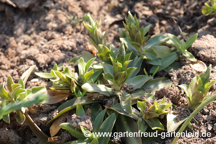 Gentiana acaulis – Kiesel-Glocken-Enzian in Frühling