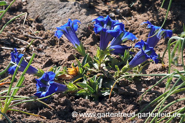 Gentiana acaulis – Silikat-Glocken-Enzian, Kiesel-Glocken-Enzian