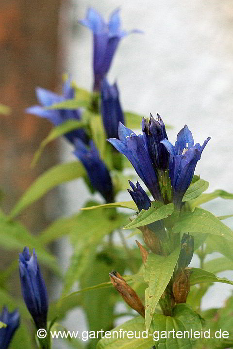 Gentiana asclepiadea – Schwalbenwurz-Enzian, Blüten