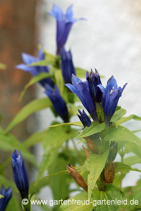 Gentiana asclepiadea – Schwalbenwurz-Enzian