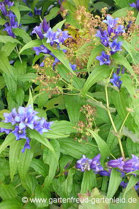 Gentiana asclepiadea – Schwalbenwurz-Enzian