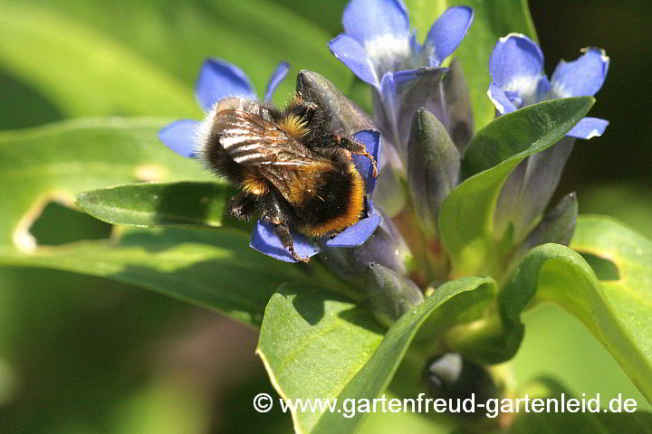 Gentiana cruciata – Kreuz-Enzian