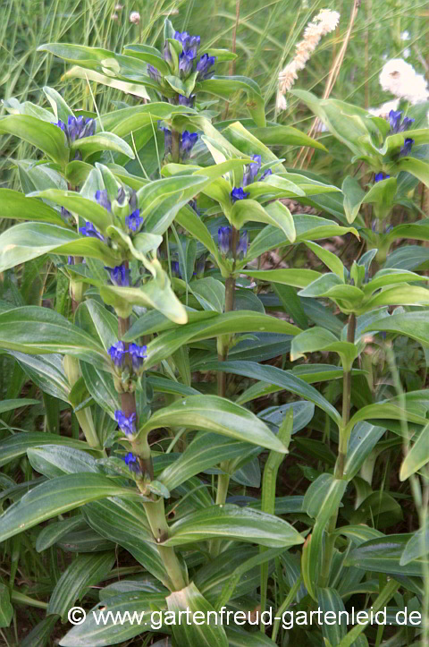 Gentiana cruciata – Kreuz-Enzian