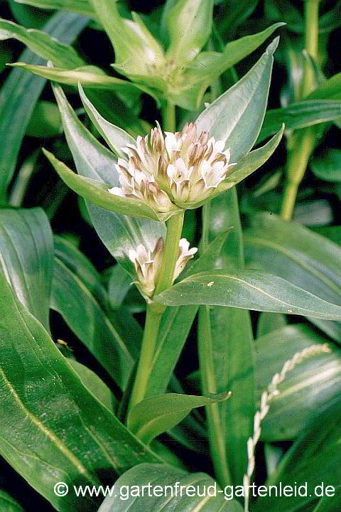 Gentiana tibetica – Tibetischer Enzian, Weißer Enzian