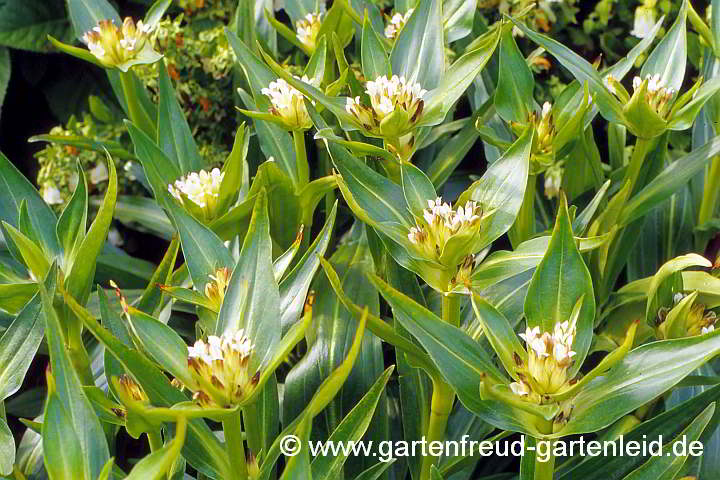 Gentiana tibetica – Tibet-Enzian, Tibetischer Enzian, Weißer Enzian